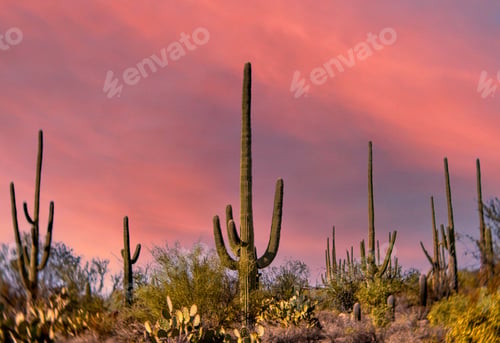 Preview: Huge cactus plants against the sky at sunset