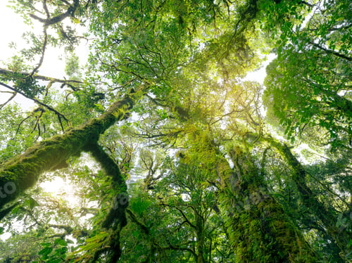 Preview: Green tree forest with sunlight through green leaves. Natural carbon capture and carbon credit