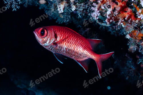 Preview: Crimson Soldierfish Glides Near Reef in the Red Sea Depths