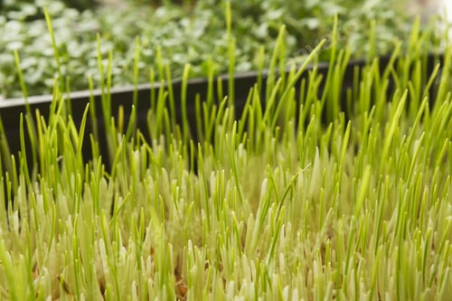 Preview: Organic growing micro greens closeup