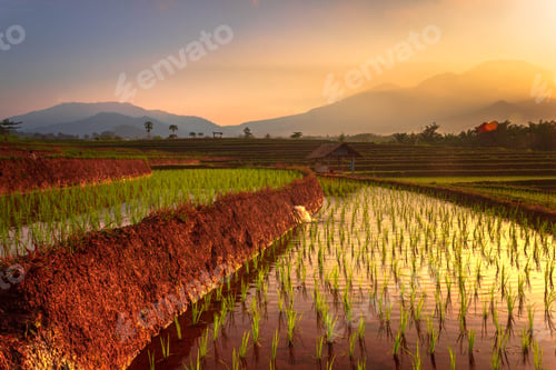 Preview: Beautiful morning view indonesia Panorama Landscape paddy fields with beauty color and sky natural