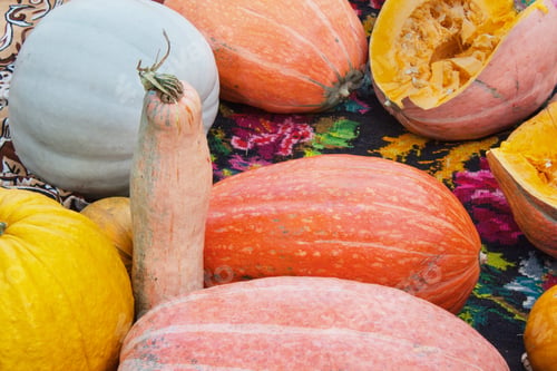 Preview: Many colorful pumpkins