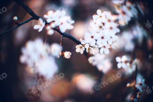 Preview: Closeup shot of a beautiful blossomed cherry tree was a beautiful spring, flowery background