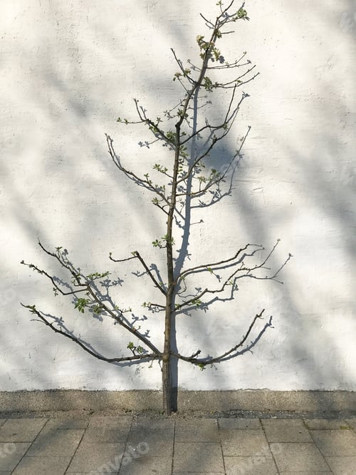 Preview: Abstract Tree By White Wall
