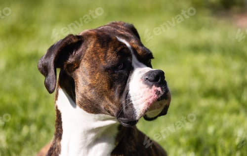 Preview: Adorable Boxer Dog relaxing on grass outside