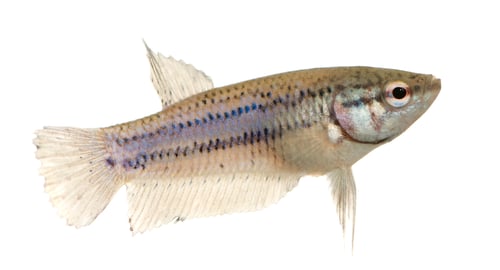 Preview: Female Siamese fighting fish