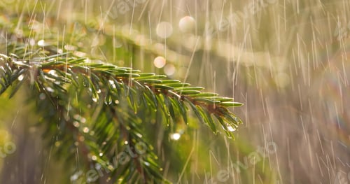 Preview: Rain on a sunny day. Close-up of rain on the background of an evergreen spruce branch.