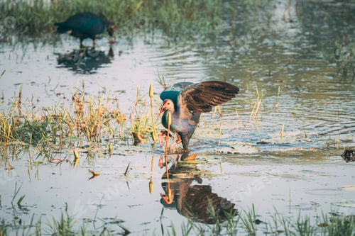 Preview: Goa, India. Two Grey-headed Swamphen Birds In Morning Looking For Food In Swamp. Porphyrio