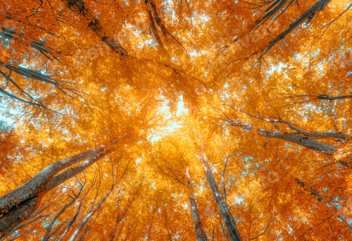 Preview: Beautiful orange forest at sunset in autumn. Colorful landscape