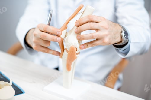 Preview: Therapist showing knee joint model