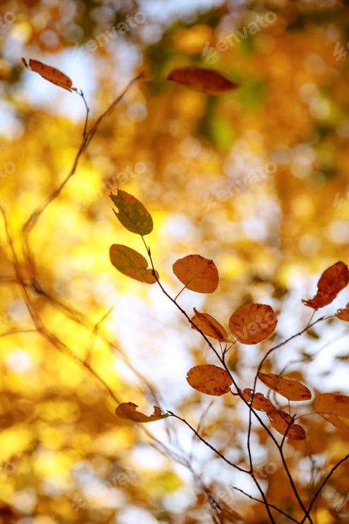 Preview: selective focus of trees with yellow leaves in autumnal park at day