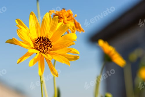 Preview: Yellow Jerusalem artichoke flowers on a blurred background
