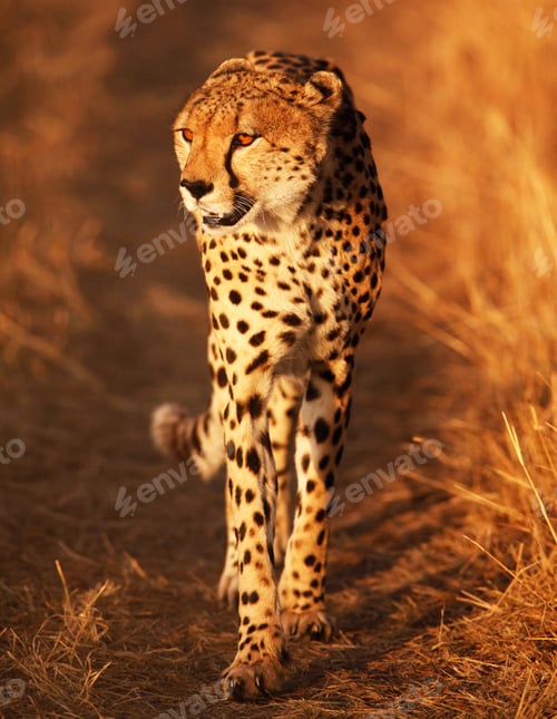 Preview: A Beautiful Wildlife photography pictures