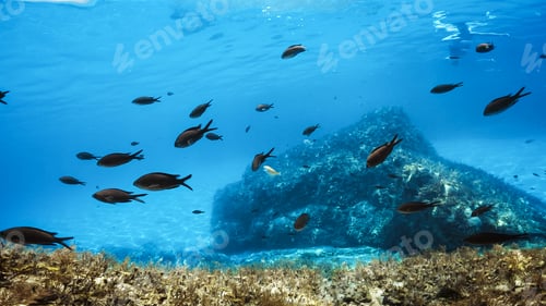 Preview: Relaxing view of underwater life