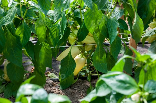 Preview: green-yellow pepper ripens in a greenhouse, close up