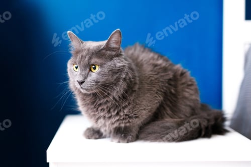 Preview: A smoky gray and very fluffy cat sits on the bedside table near the lamp on a blue background