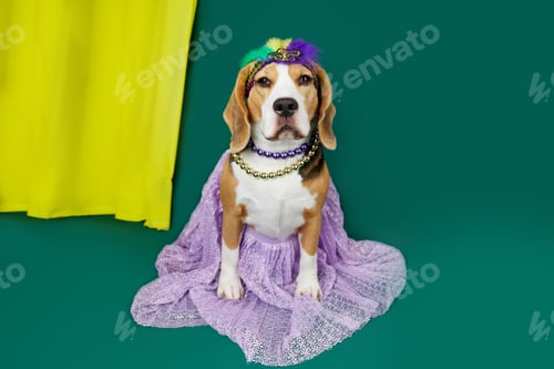 Preview: A beagle dog in costume for the Mardi Gras festival
