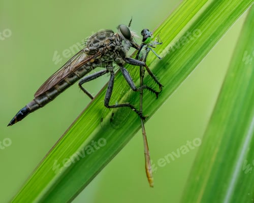 Preview: robberfly