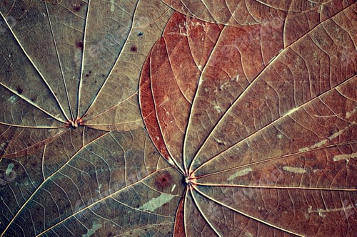 Preview: Old dried leaves background.