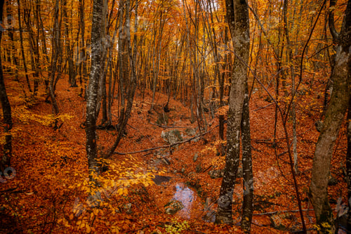 Preview: autumn yellow trees in the forest in raine