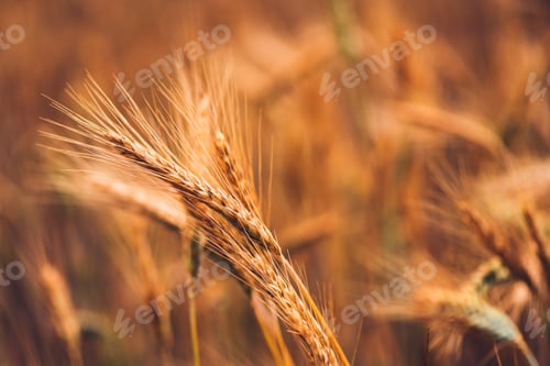 Preview: Ripe barley ears in field, selective focus