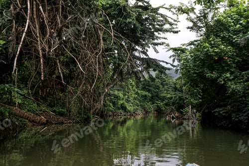 Preview: Exploring the tranquil waters of Indian River in Dominica surrounded by lush greenery