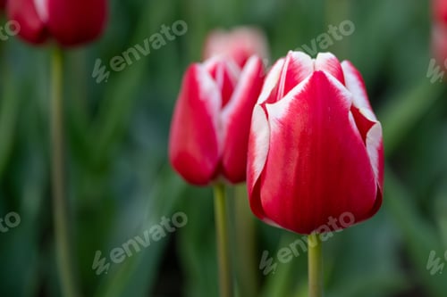 Preview: Vibrant red tulips with white tips in a garden.