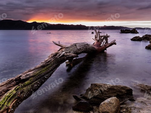 Preview: Dead tree on the sea at sunset