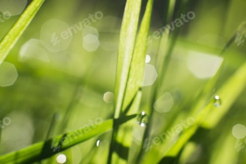 Preview: Natural defocused background, green succulent grass with dew drops at sunrise close-up. Blurred
