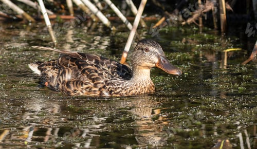 Preview: Mallard, Anas platyrhynchos. A bird is swimming across the pond