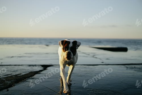 Preview: dog breed boxer goes wet road near the sea