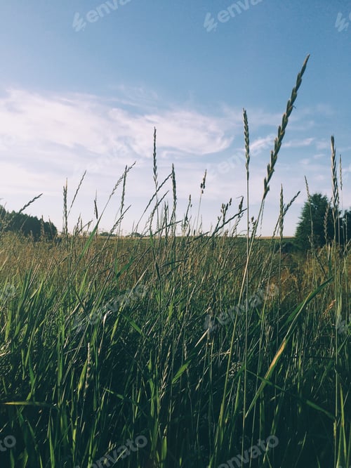 Preview: Field