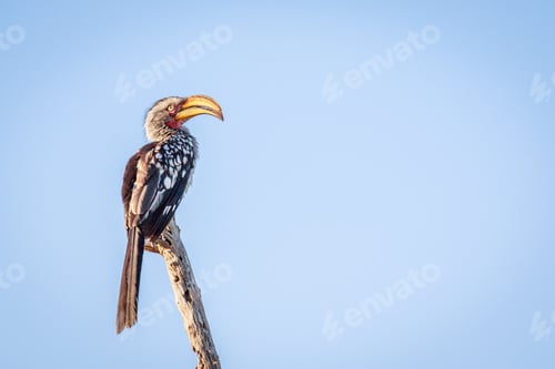 Preview: Yellow-billed hornbill sitting on a branch.