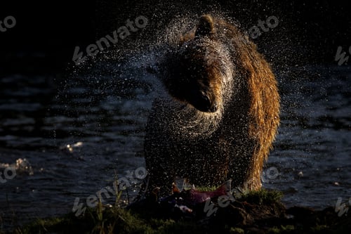 Preview: Closeup shot of a brown bear shaking off water while standing in the river during sunset