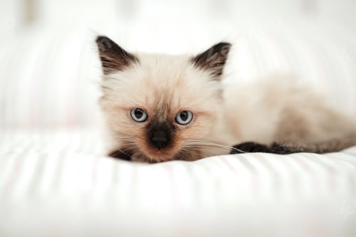 Preview: Cute white little kitten with black ears is snuggled up in a white bed while trying to sleep.