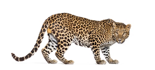 Preview: Back view of a Spotted leopard, Panthera pardus, walking and looking back at camera