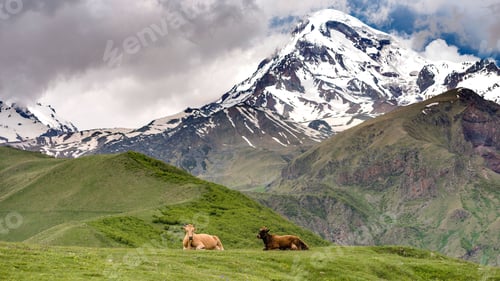 Preview: Georgia Cows on the mountain pastures near the Gergeti Monastery