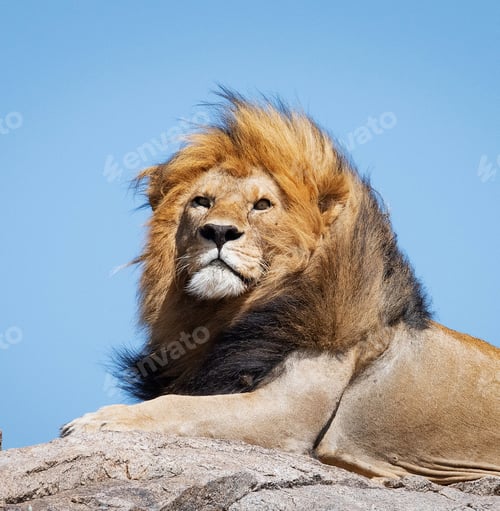 Preview: A Beautiful and Breathtaking Tanzania Wildlife pictures