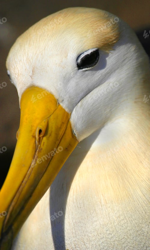Preview: Waved Albatross, Galápagos National Park, Ecuador