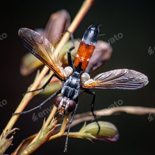 Preview: Macro shot of Cylindromyia brassicaria, a species of fly in the family Tachinidae.