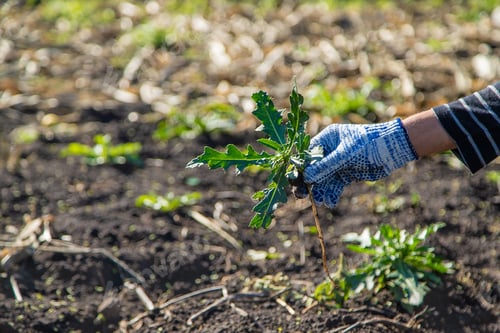 Preview: Male farmer fighting weeds. Sow thistle. Selective focus.