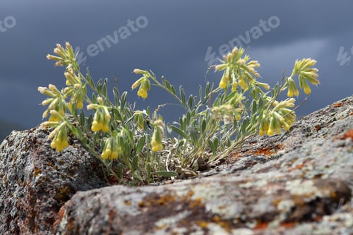 Preview: Yellow wild flowers growing in the mountains