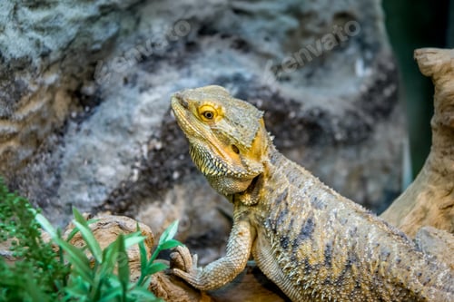 Preview: Bearded Dragon (Pogona vitticeps)