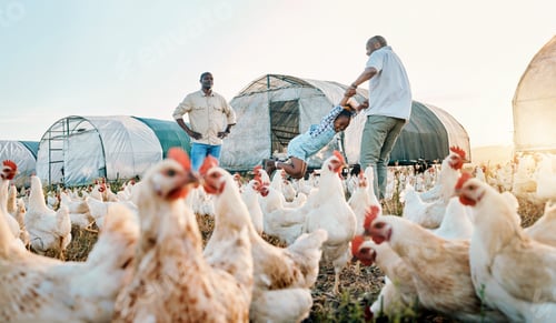 Preview: Chickens, farming and family swing with birds check outdoor for sustainability and kid fun. Dad, ch