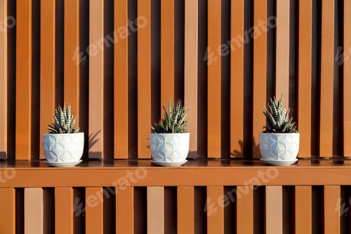Preview: Three succulent plants in white pots as modern outdoor decoration