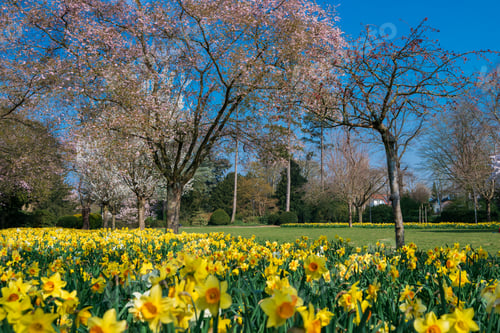 Preview: Beautiful outdoor scenery. Spring landscape