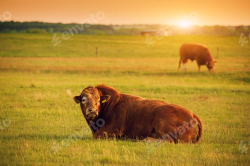 Preview: Limusin cattle , bull on the pasture