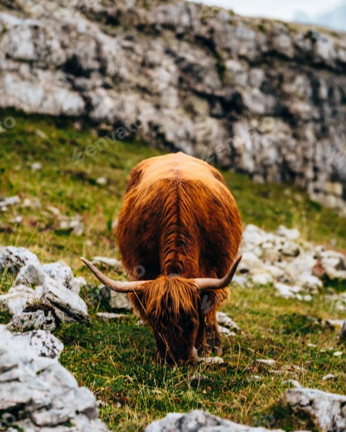 Preview: Cow in the Dolomite Mountains