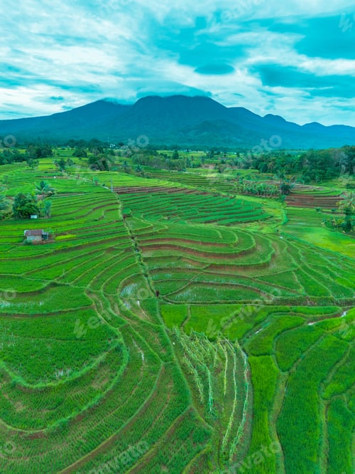 Preview: beautiful morning view indonesia panorama landscape paddy fields
