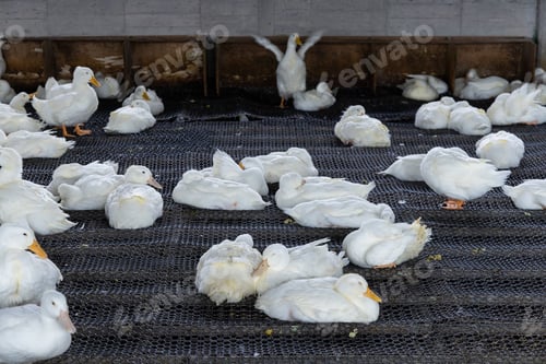 Preview: Lots of white duck in farm